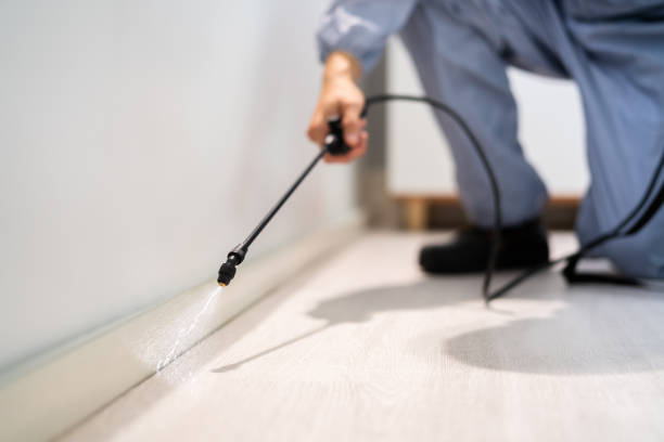 Certified termite inspector examining foundation in Coldstream